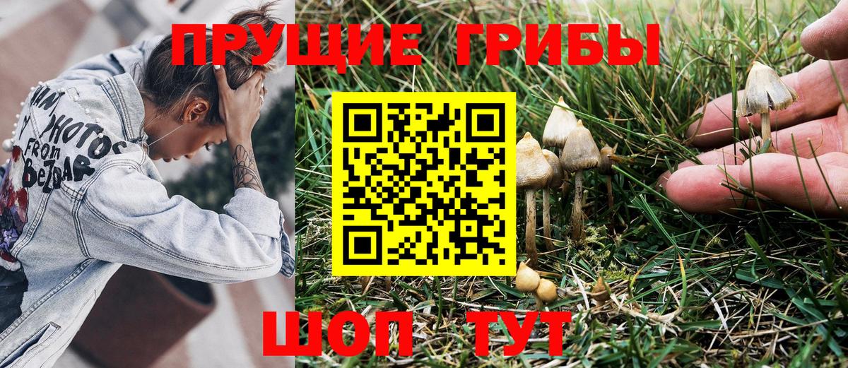 Галлюциногенные грибы Psilocybine cubensis Елец